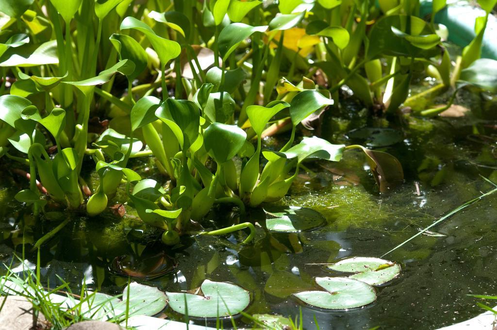 Pousada Atlantida بورتو سيغورو المظهر الخارجي الصورة